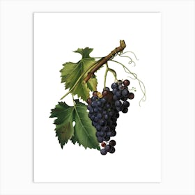 Vintage Black Grape Botanical Illustration on Pure White n.0845 Art Print