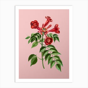 Vintage Trumpet Vine Botanical on Soft Pink n.0030 Art Print