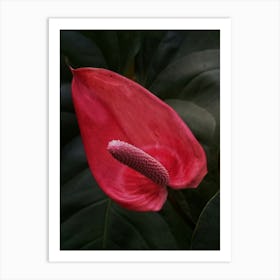 Red anthurium flower Art Print