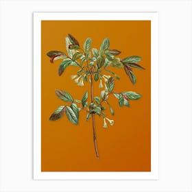 Vintage Honeyberry Flower Botanical on Sunset Orange n.0964 Art Print