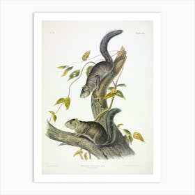 Collies' Squirrel, John James Audubon Art Print