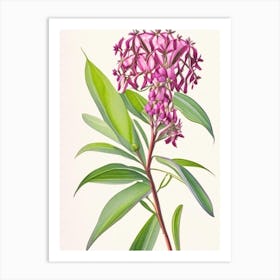 Swamp Milkweed Wildflower Watercolour 2 Art Print