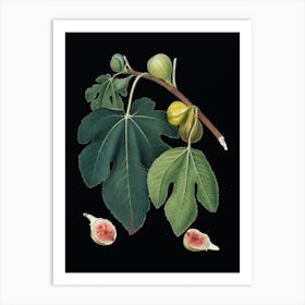 Vintage Fig Botanical Illustration on Solid Black n.0937 Art Print