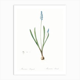 Grape Hyacinth Illustration From Les Liliacées (1805), Pierre Joseph Redoute Art Print