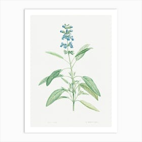 Sage from La Botanique de J. J. Rousseau, Pierre Joseph Redoute Art Print