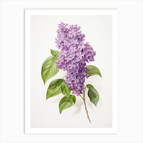 Lilacs Flower Vintage Botanical 2 Art Print