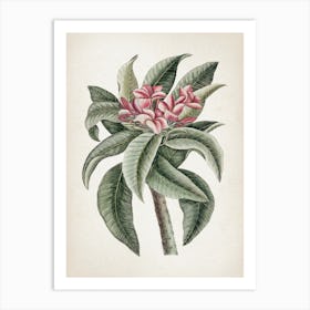 Vintage Catesby 1 Plumeria Odoratissimo Art Print