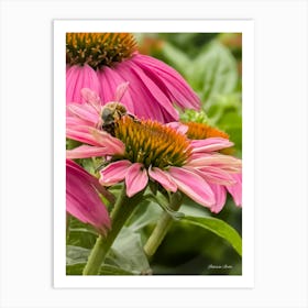 Bee On Echinacea Art Print