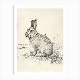 Holland Lop Rabbit Drawing 2 Art Print