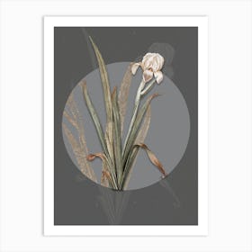 Vintage Botanical Crimean Iris on Circle Gray on Gray n.0016 Art Print