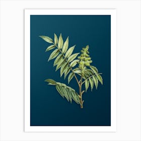 Vintage Staghorn Sumac Botanical Art on Teal Blue n.0260 Art Print