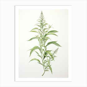 Lemon Verbena Vintage Botanical Herbs 2 Art Print