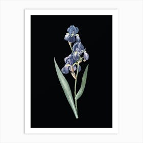 Vintage Dalmatian Iris Botanical Illustration on Solid Black n.0060 Art Print