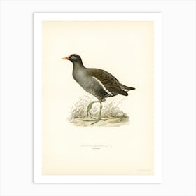 Common Moorhen (Gallinula Chloropus) Art Print