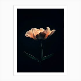 Tulip 8 Art Print