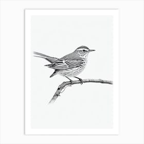 Hermit Thrush B&W Pencil Drawing 1 Bird Art Print