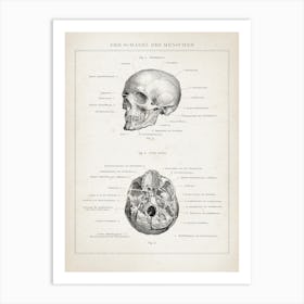Vintage Brockhaus 3 Anatomie Schädel Art Print