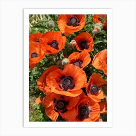 Orange-red poppies blooming in the meadow Art Print