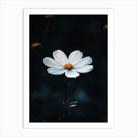 White Daisy 10 Art Print