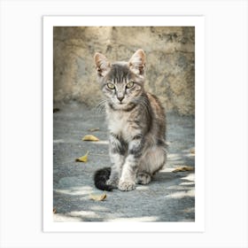 Little Greek Kitten 3 of 3 // Cat - Animal  Photography Art Print