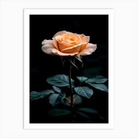 Peach Rose 17 Art Print