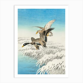 Ducks In Flight Art Print