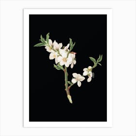 Vintage Almond Tree Flower Botanical Illustration on Solid Black n.0282 Art Print