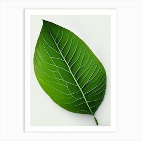 Slippery Elm Leaf Vibrant Inspired 3 Art Print