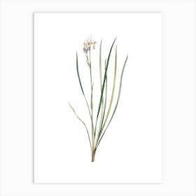 Vintage Siberian Iris Botanical Illustration on Pure White n.0342 Art Print