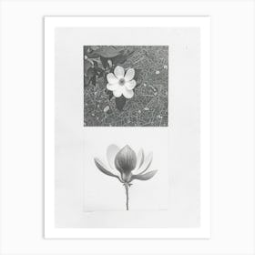 Magnolia Flower Photo Collage 4 Art Print