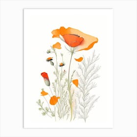 California Poppy Spices And Herbs Pencil Illustration 3 Art Print