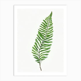 Common Horsetail Fern Watercolour Art Print