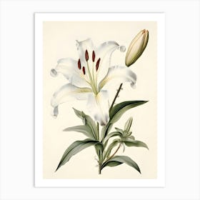 Lily Of The Valley 38 Art Print