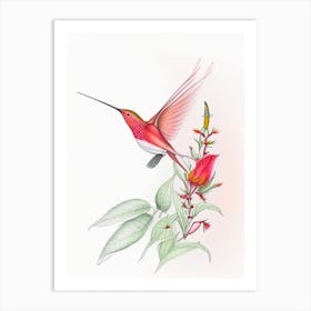 Allen S Hummingbird Quentin Blake Illustration Art Print