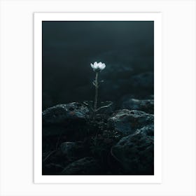 White Flower In The Dark 15 Art Print