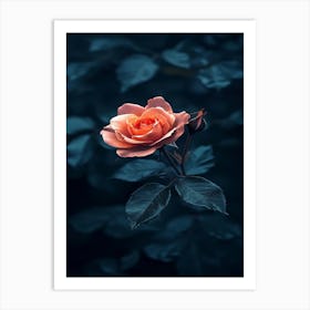 Dark Rose 142 Art Print