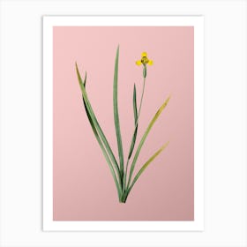 Vintage Iris Martinicensis Botanical on Soft Pink n.0281 Art Print