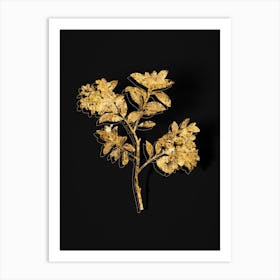 Vintage Hairy Alpenrose Botanical in Gold on Black n.0339 Art Print