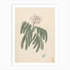 Gummy Albizia Tree, Luigi Balugani Art Print