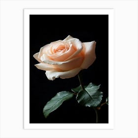 Peach Rose Isolated On Black Background Art Print