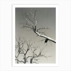 branches Art Print