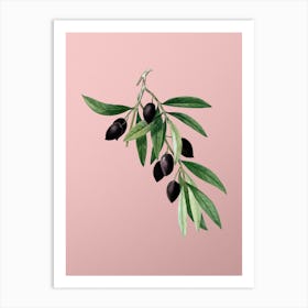 Vintage Olive Tree Branch Botanical on Soft Pink n.0349 Art Print