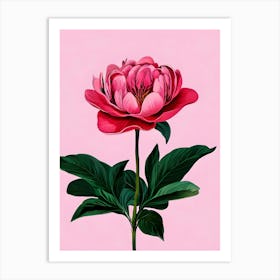 Peony 1 Art Print