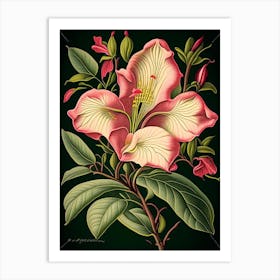 Mandevilla 2 Floral Botanical Vintage Poster Flower Art Print