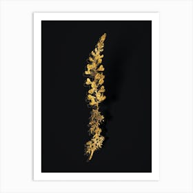 Vintage Adenocarpus Botanical in Gold on Black n.0091 Art Print