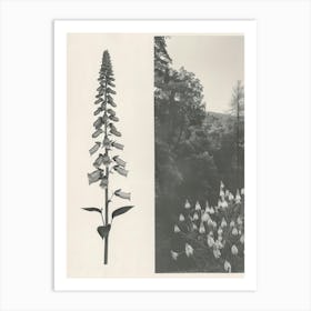 Foxglove Flower Photo Collage 3 Art Print