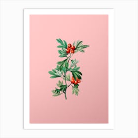 Vintage Morocco Hawthorn Flower Botanical on Soft Pink n.0004 Art Print