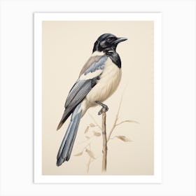 Vintage Bird Drawing Magpie 2 Art Print