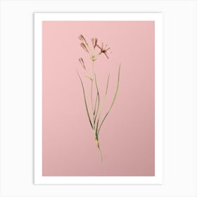 Vintage Amaryllis Montana Botanical on Soft Pink n.0525 Art Print