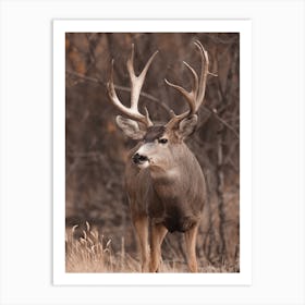 Trophy Deer Buck Art Print